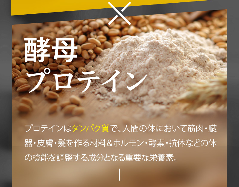 酵母プロテイン